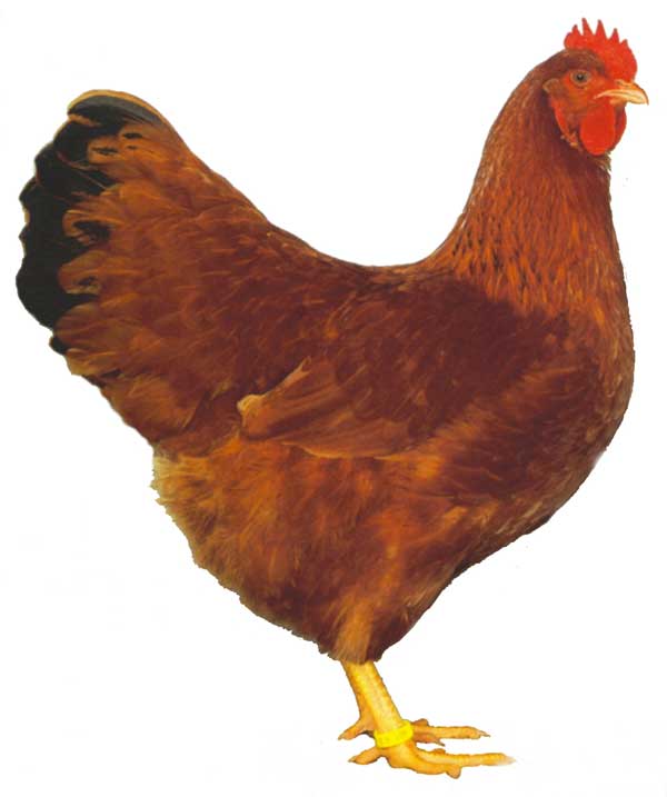 New Hampshire Red For Sale | Chickens | Breed Information ...