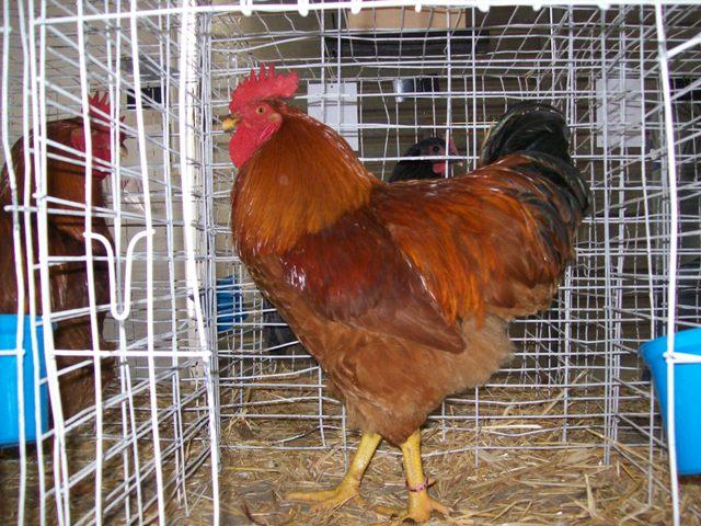 New Hampshire Red For Sale Chickens Breed Information Omlet