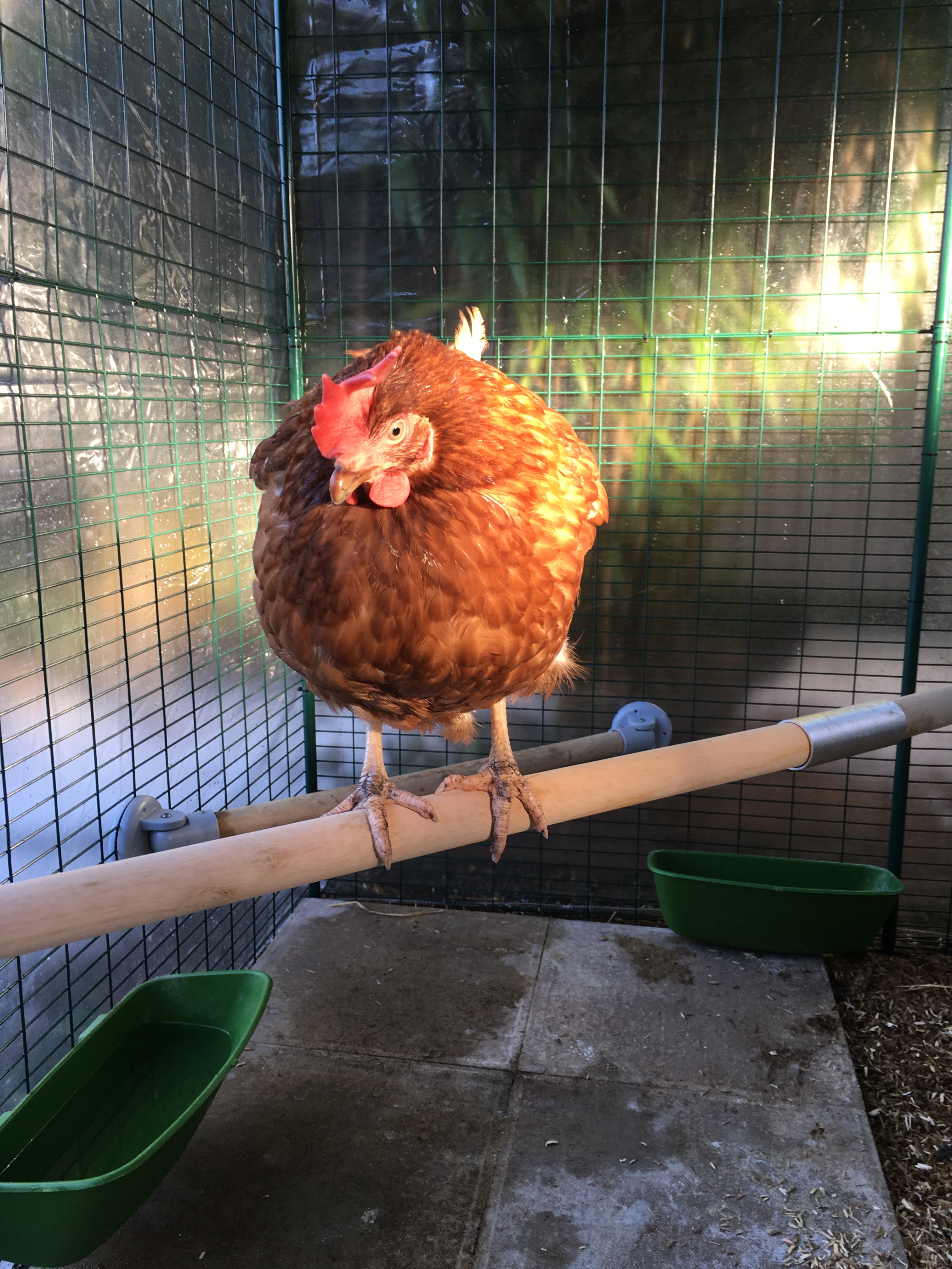 Omlet The Omlet Chicken Perch