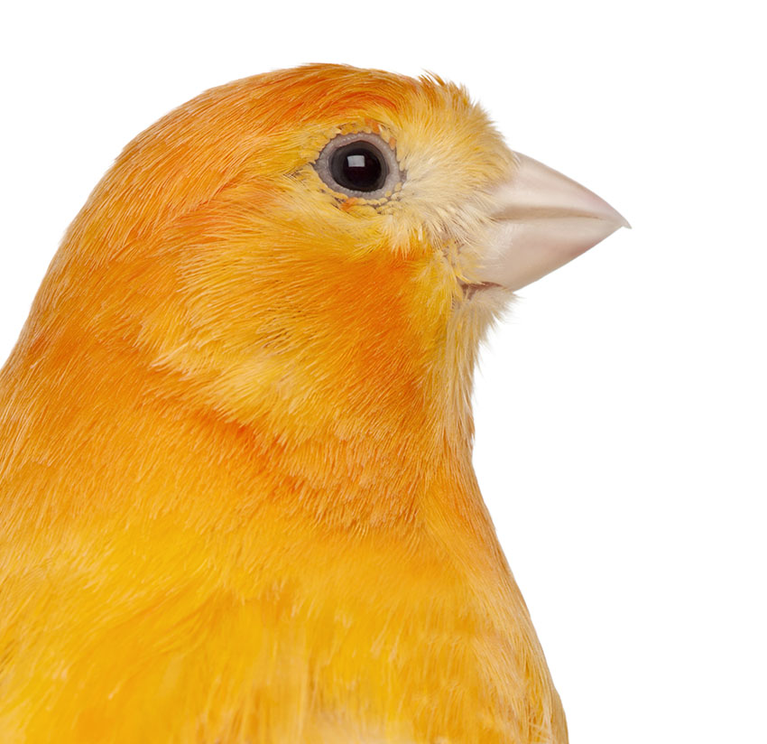 A red-factor Canary