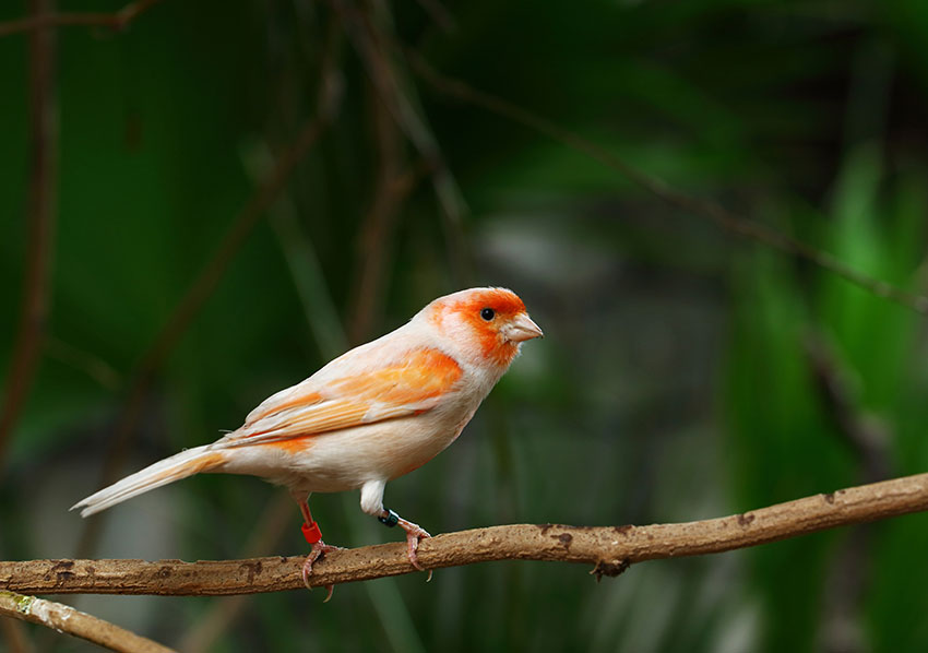 orange-faced canary