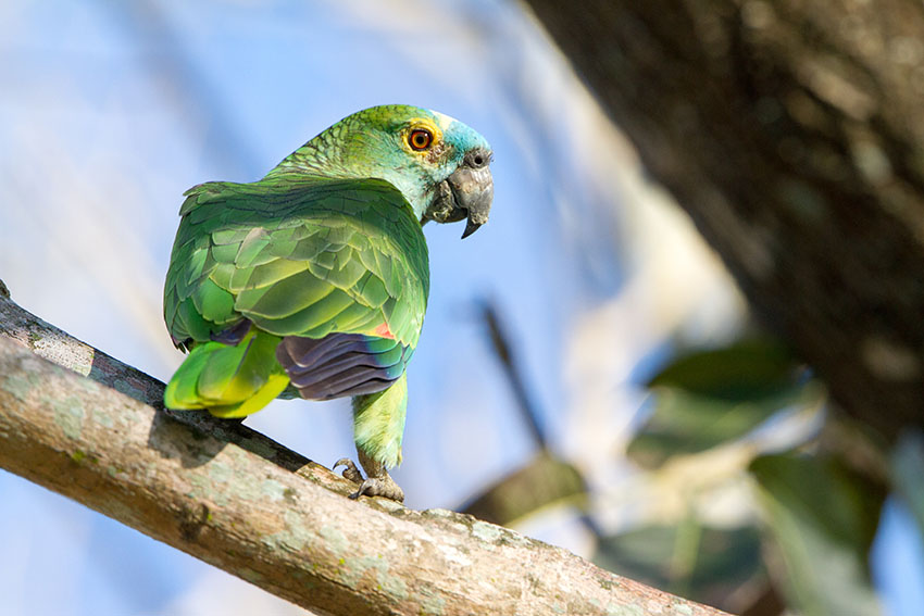 Orange-winged Amazon escaped