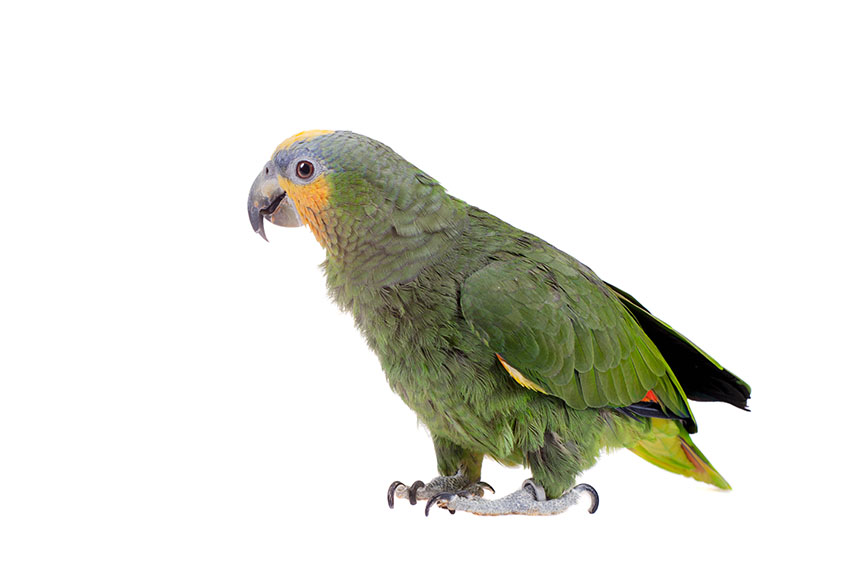 Orange-winged Amazon