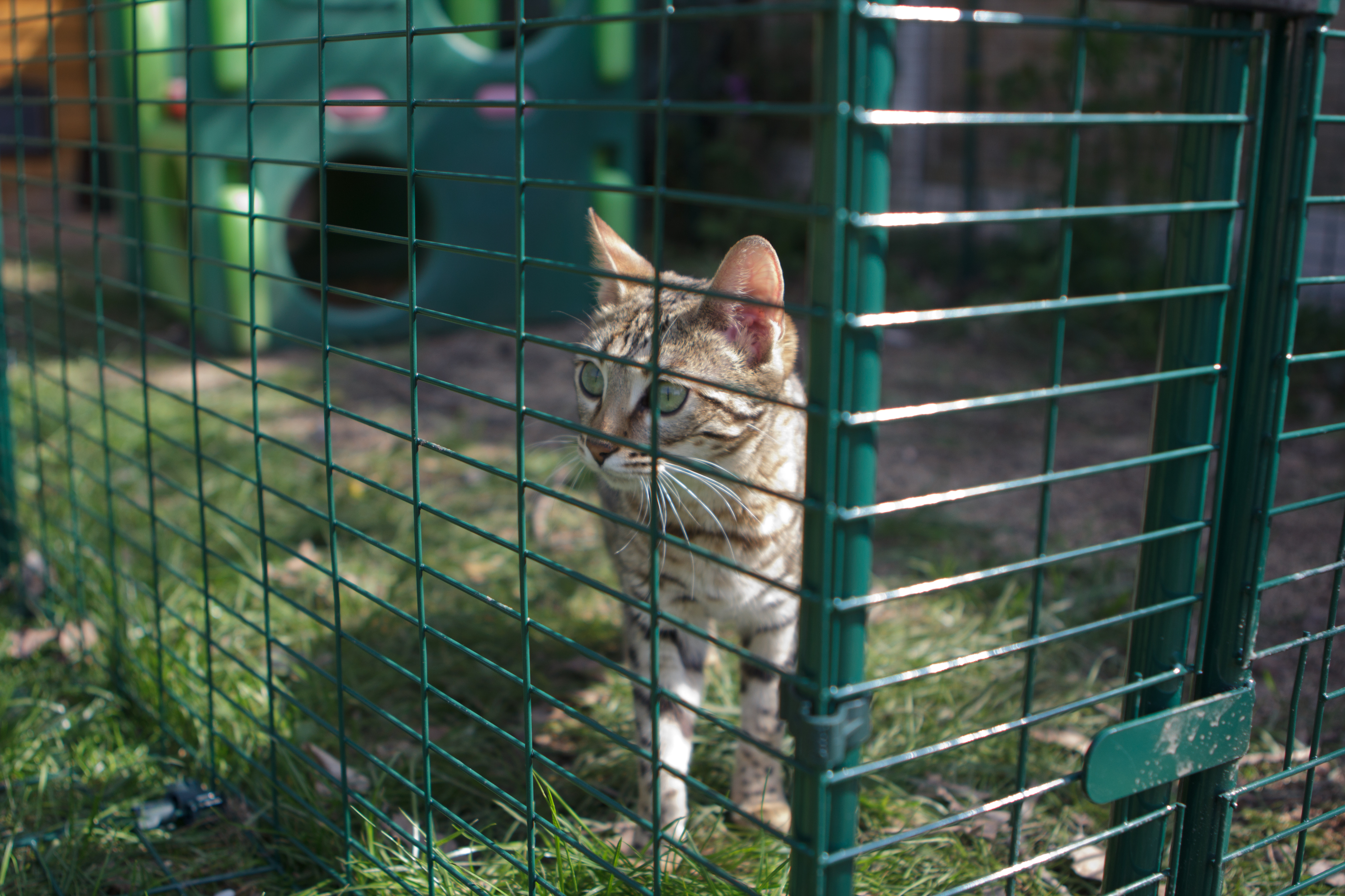 Outdoor Cat Run Cat Products Omlet