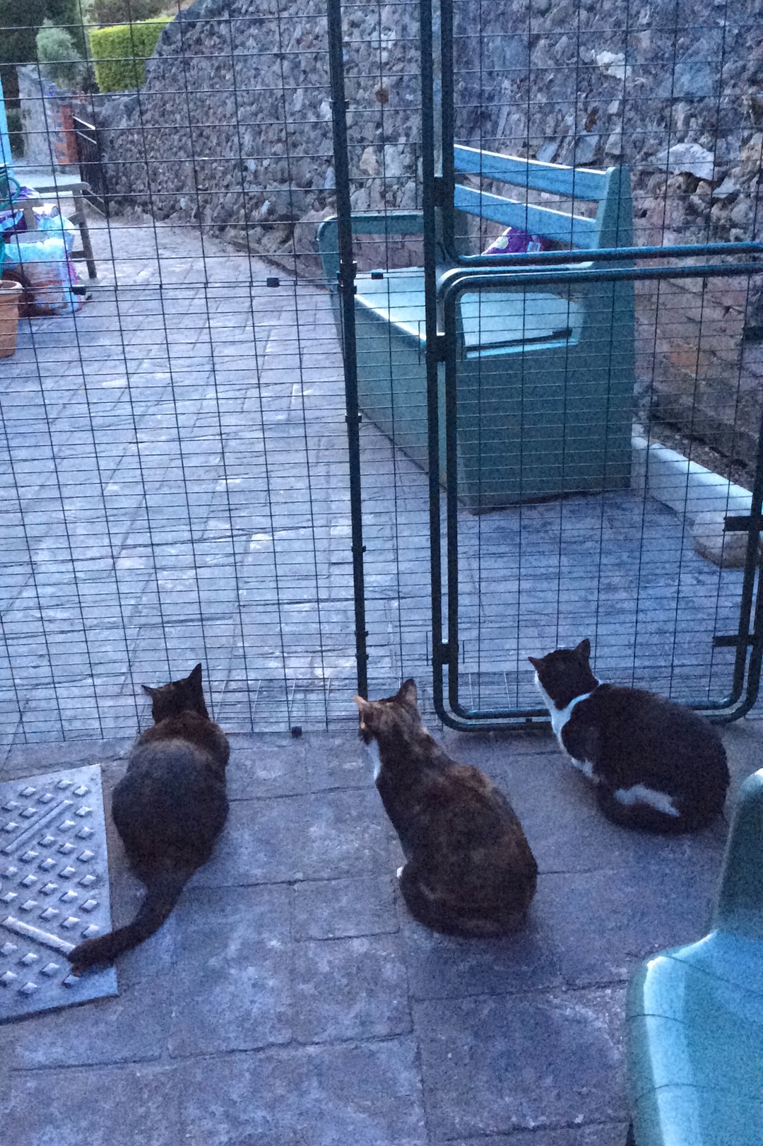 Outdoor Cat Run Cat Products Omlet