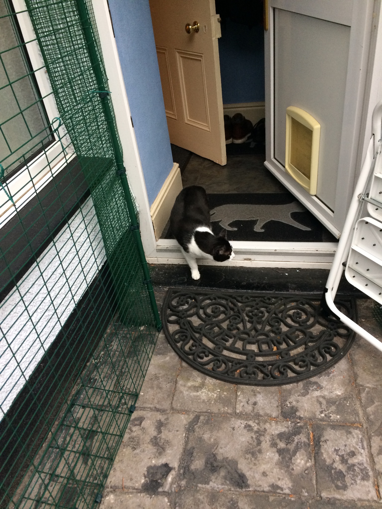 Outdoor Cat Run Cat Products Omlet