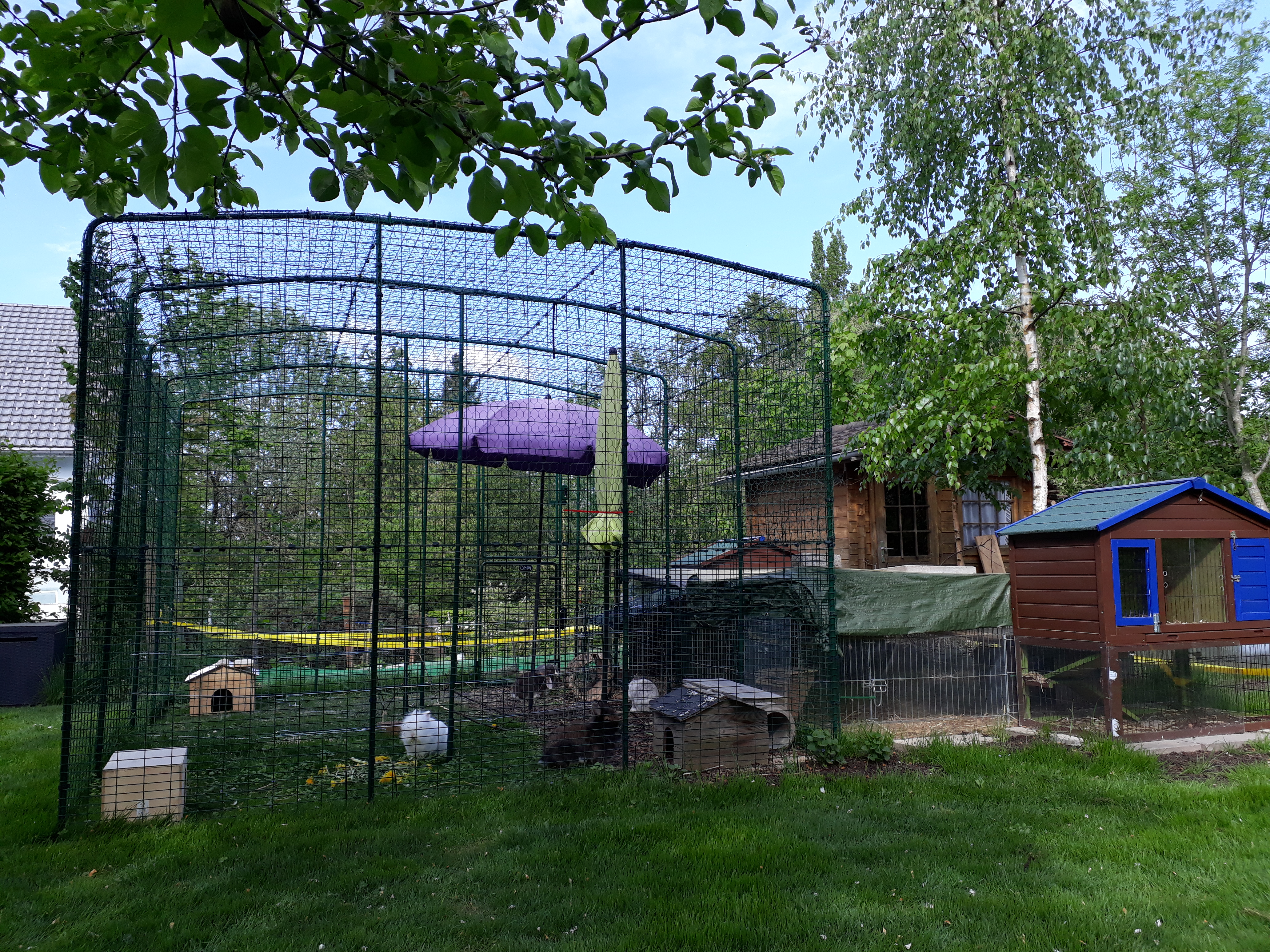 Outdoor Rabbit Run Rabbit Hutches, Rabbit Runs and Rabbit Tunnels Omlet
