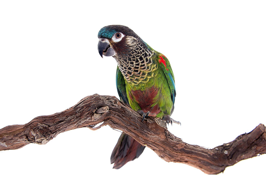 Painted Conure parrot