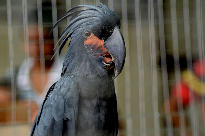 Palm Cockatoo