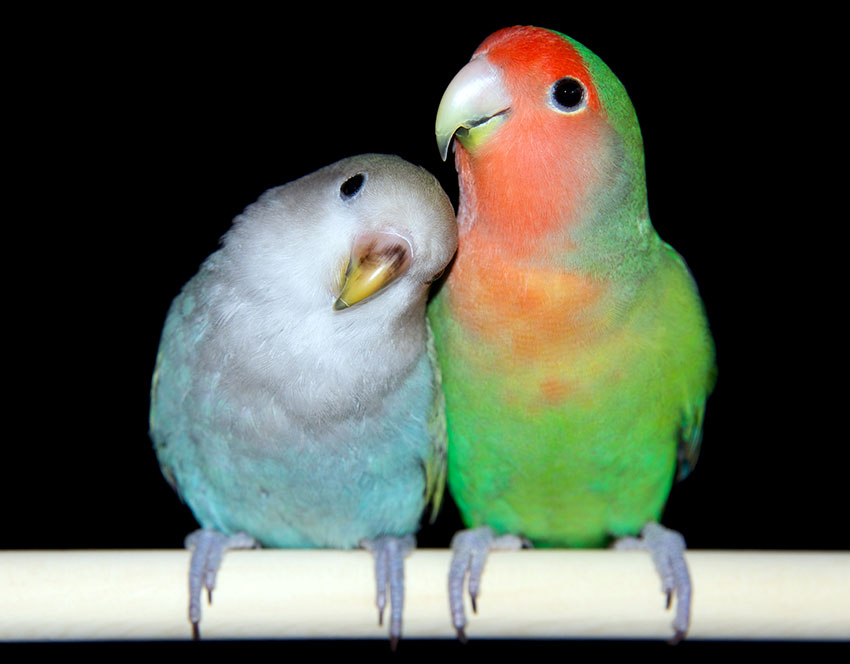 Peach-faced Lovebirds-normal-and-blue-type in aviary
