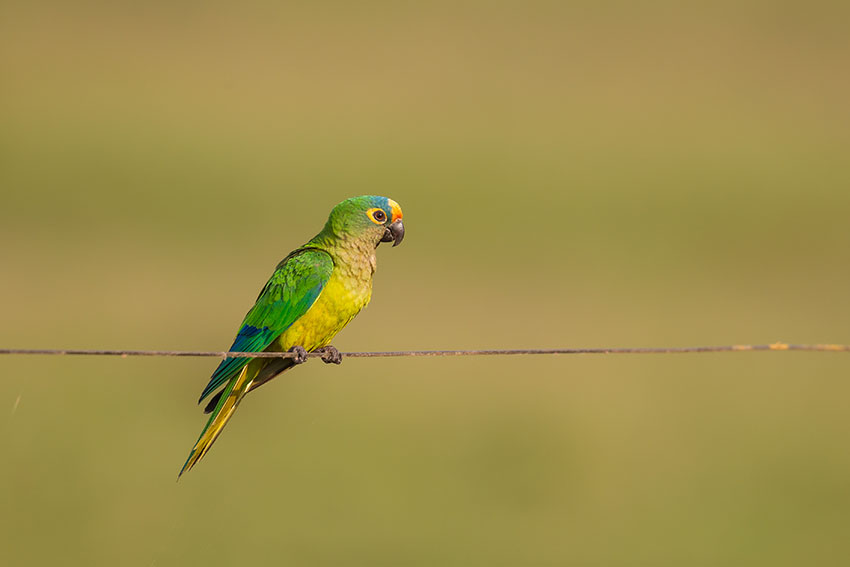 Peach-Fronted Conure escaped