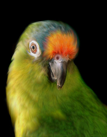 Peach-fronted Conure