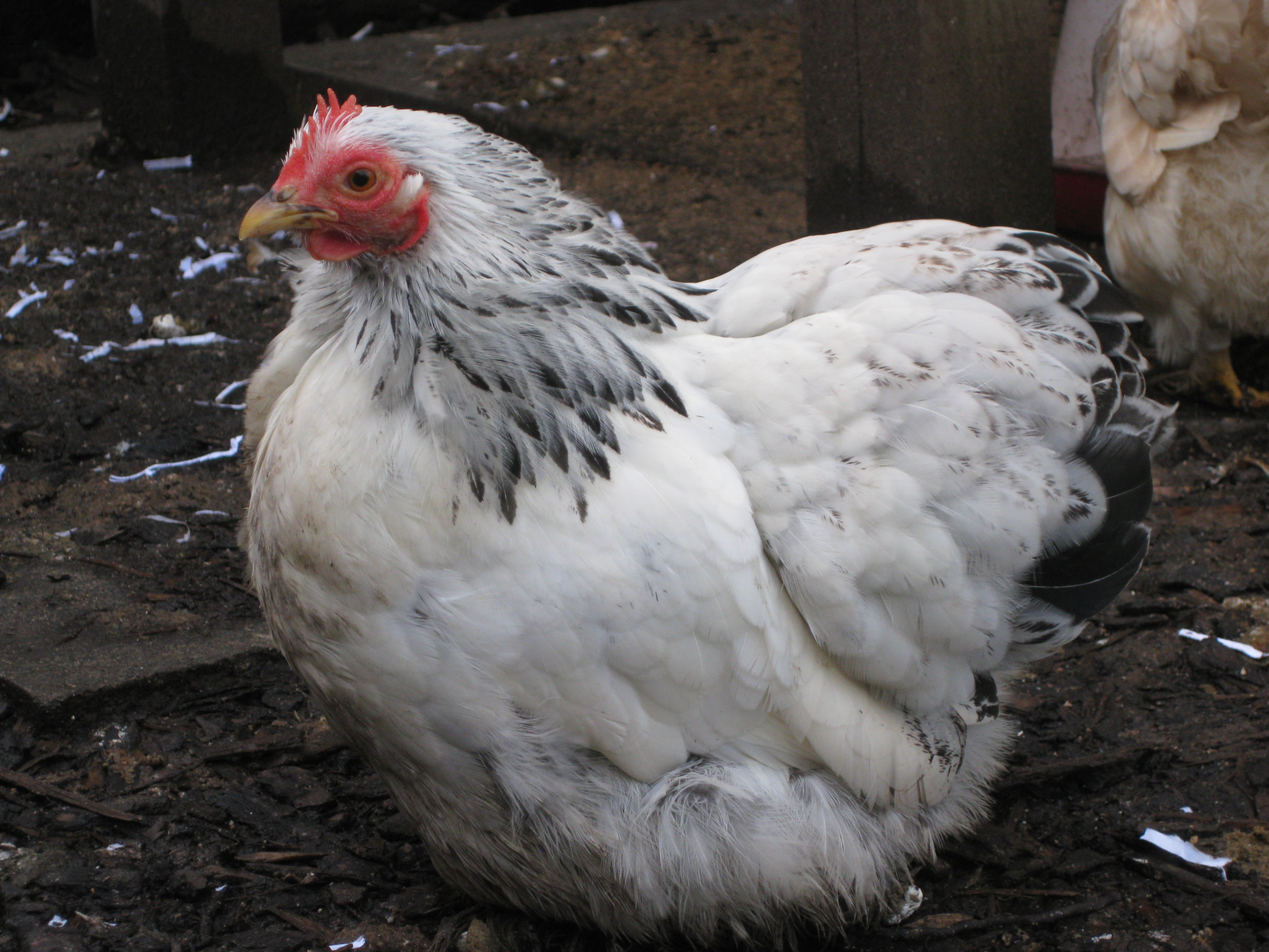 Pekin Bantam For Sale Chickens Breed Information Omlet