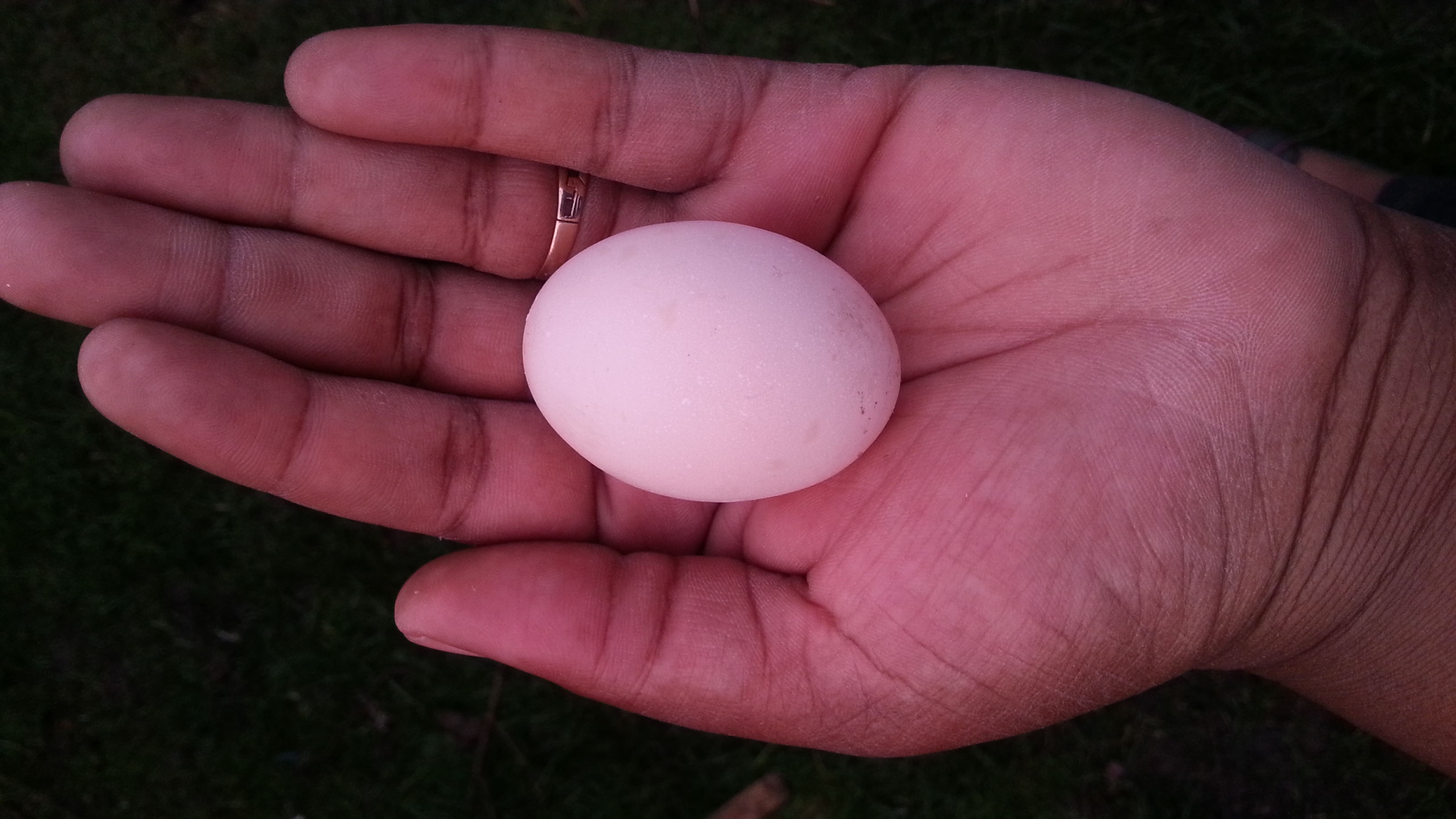 Nikkesha Heath holding one of her Pekin Bantam's delicious pink eggs