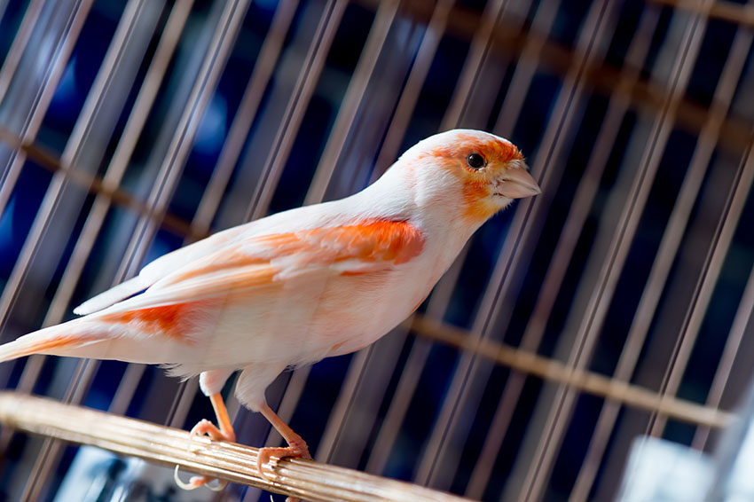 Pied red canary