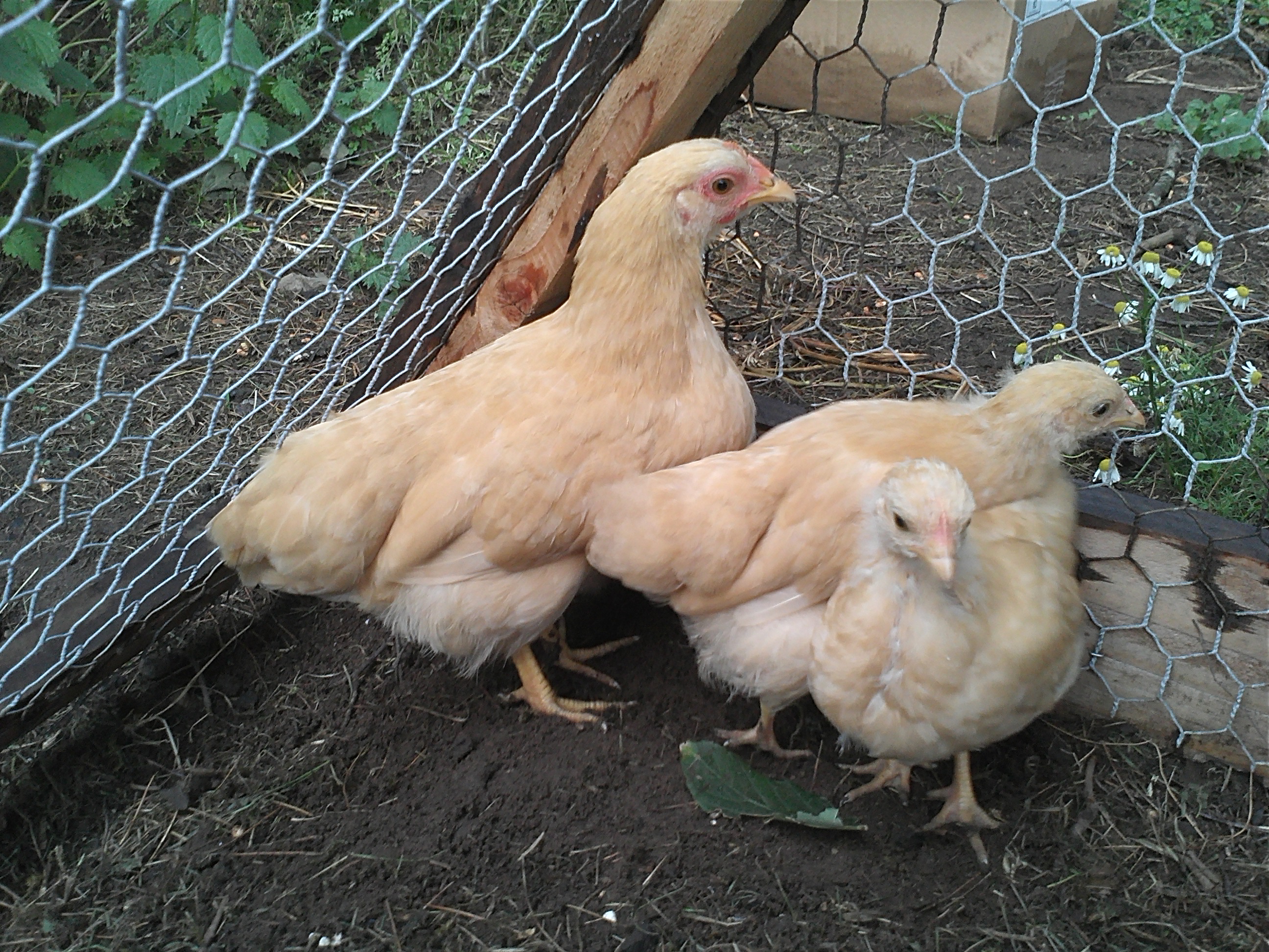 Plymouth Rock Bantam For Sale Chickens Breed Information Omlet