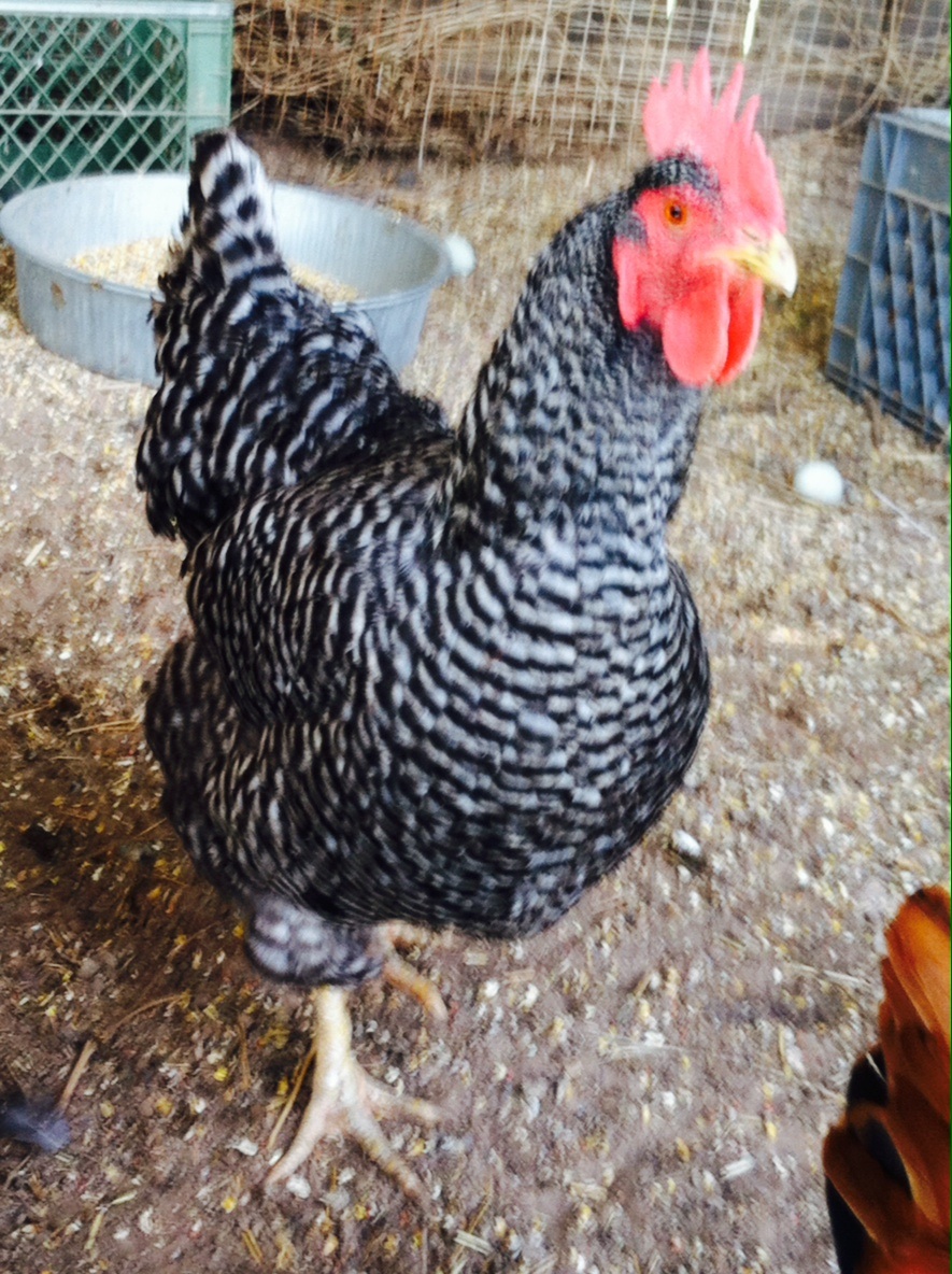 Plymouth Rock For Sale Chickens Breed Information Omlet