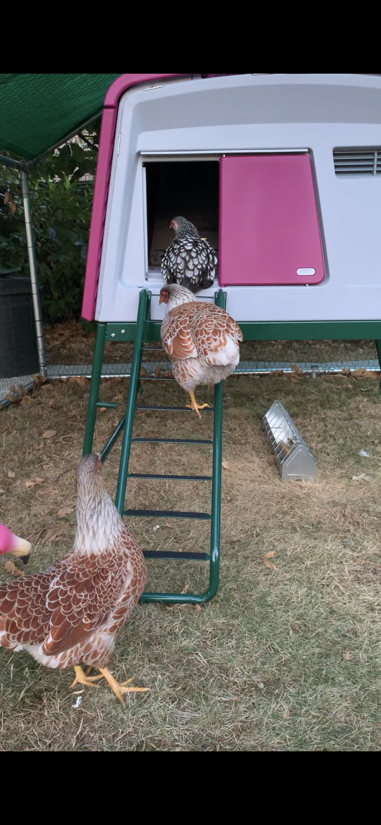 Reviews For Automatic Chicken Coop Door Chicken Keeping Omlet