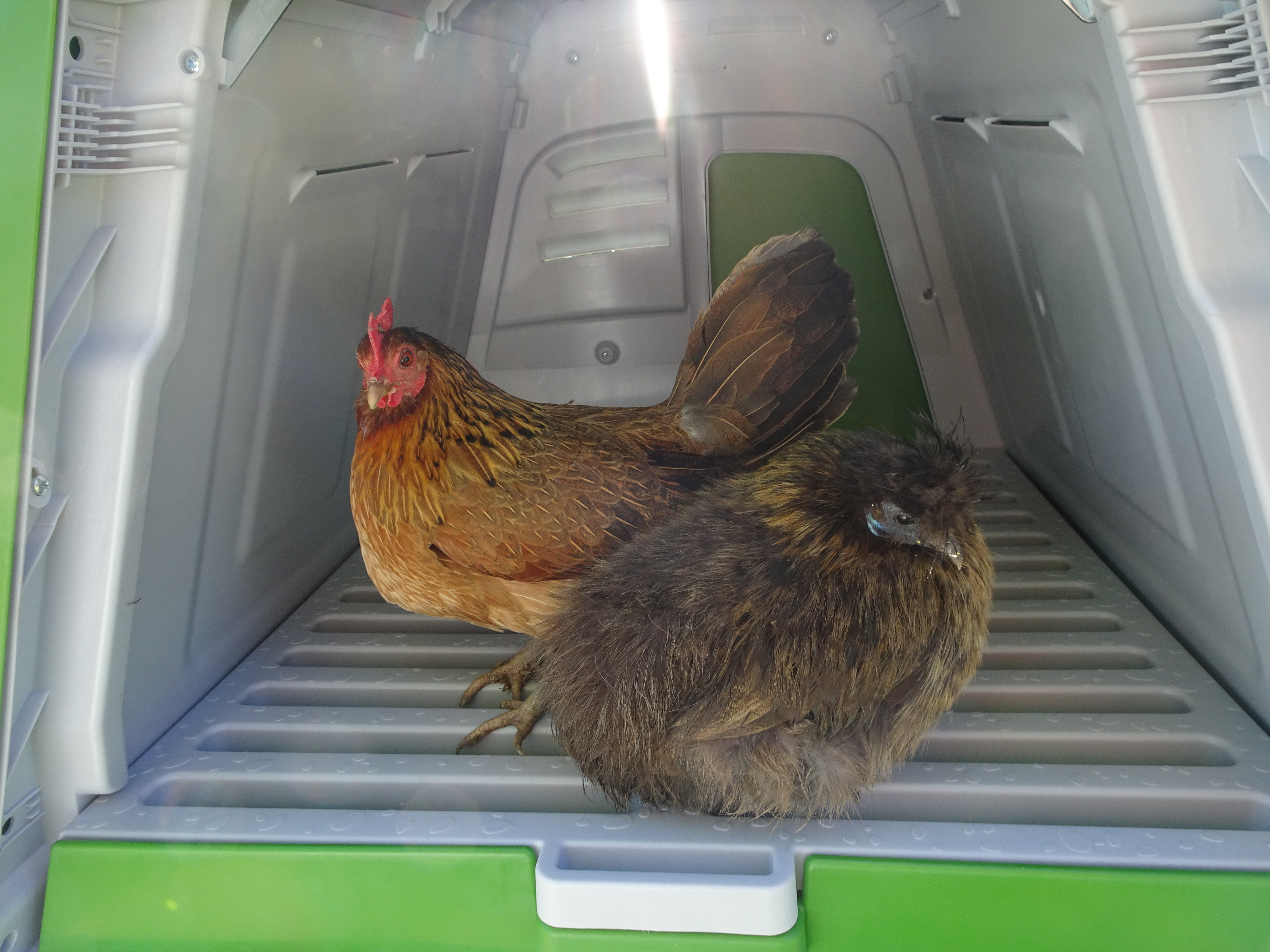 Reviews For Eglu Go Up Chicken Coop Chicken Keeping Omlet