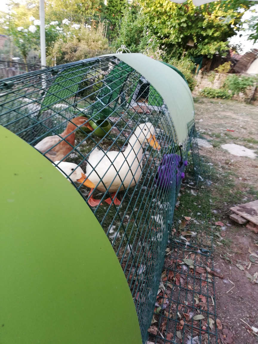 Reviews For Eglu Classic Chicken Coop Chicken Keeping Omlet