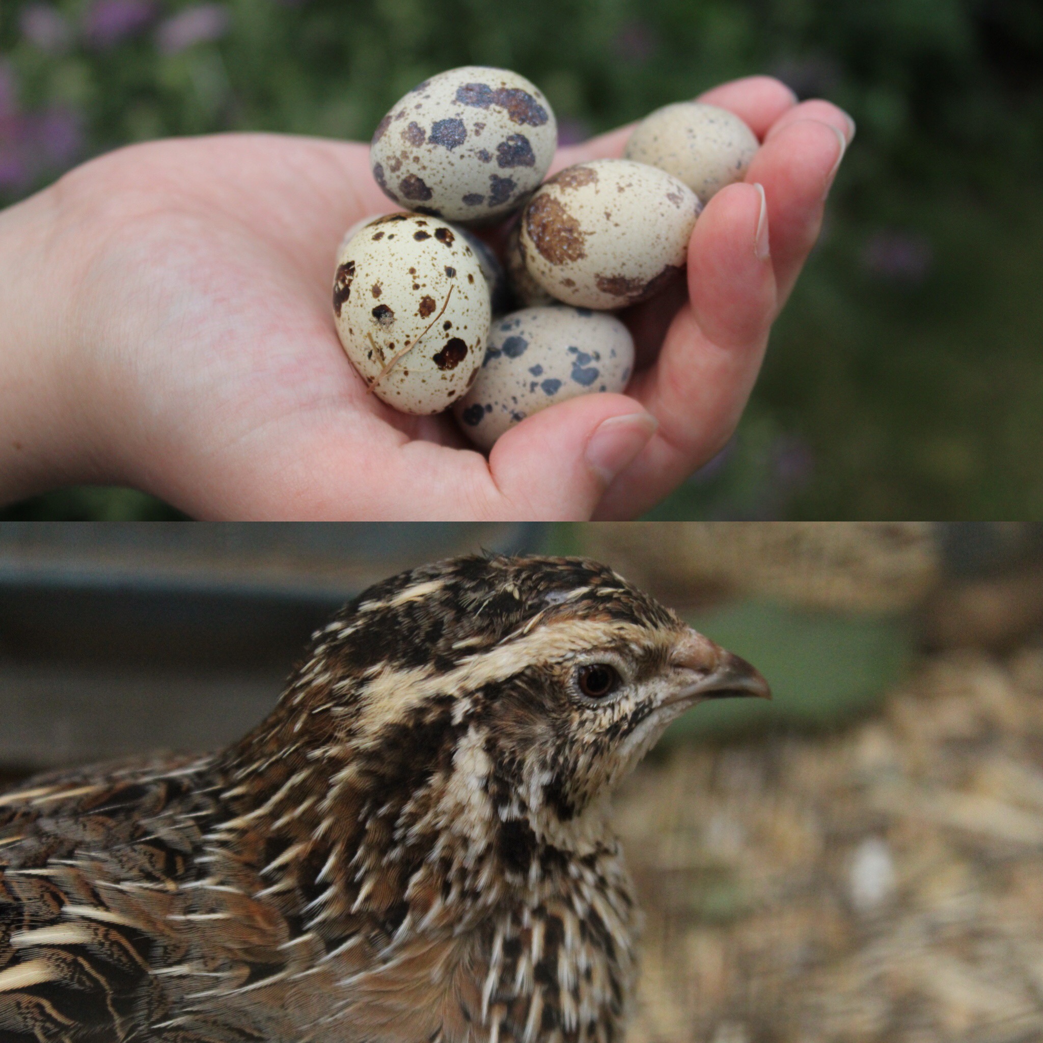 Quails | Guide | Omlet UK