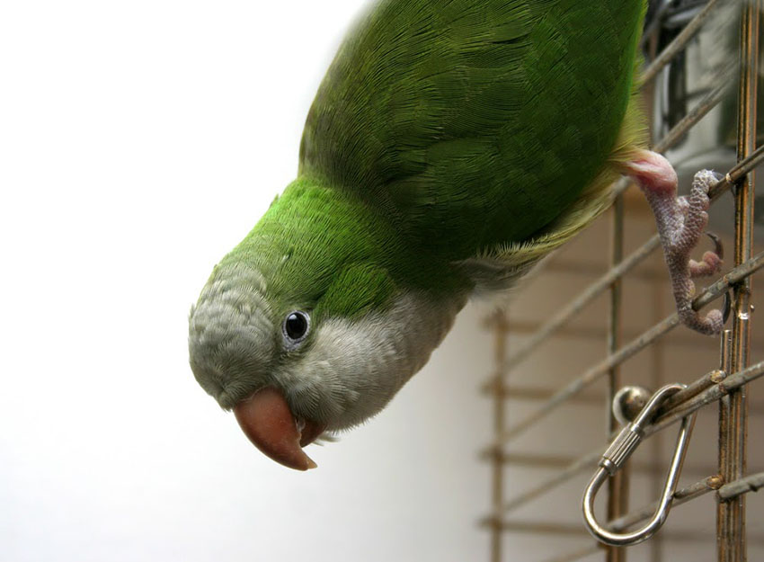 Quaker Parakeet