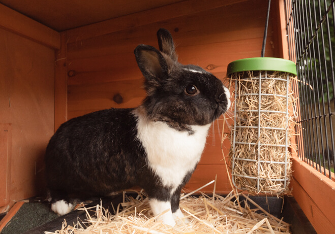 A black and white rabbit feeds from the Caddi interactive rabbit feeder in an Eglu rabbit run