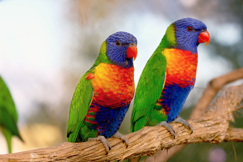 Rainbow Lorikeets