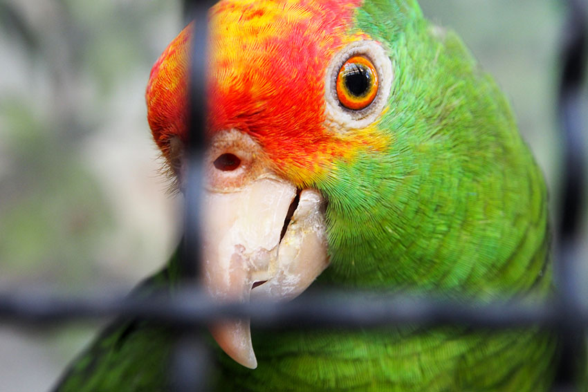 Red-crowned Amazon healthy beak and cere