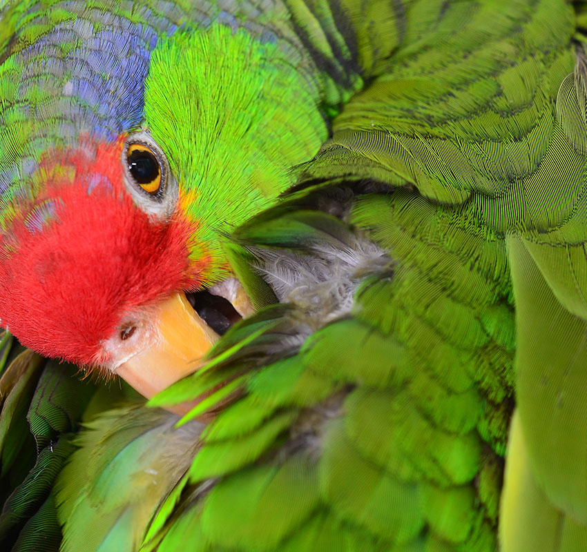 Red-crowned Amazon preening