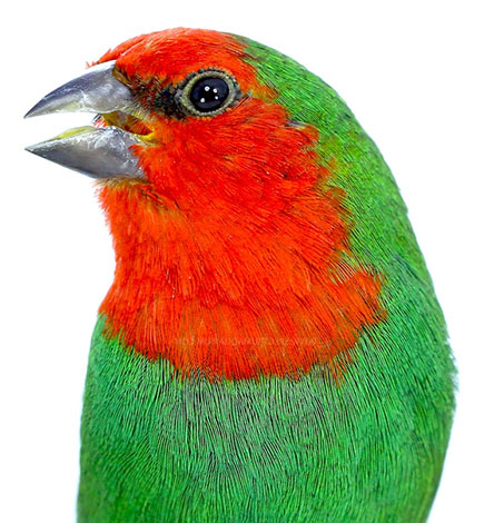 Red-headed Parrotfinch