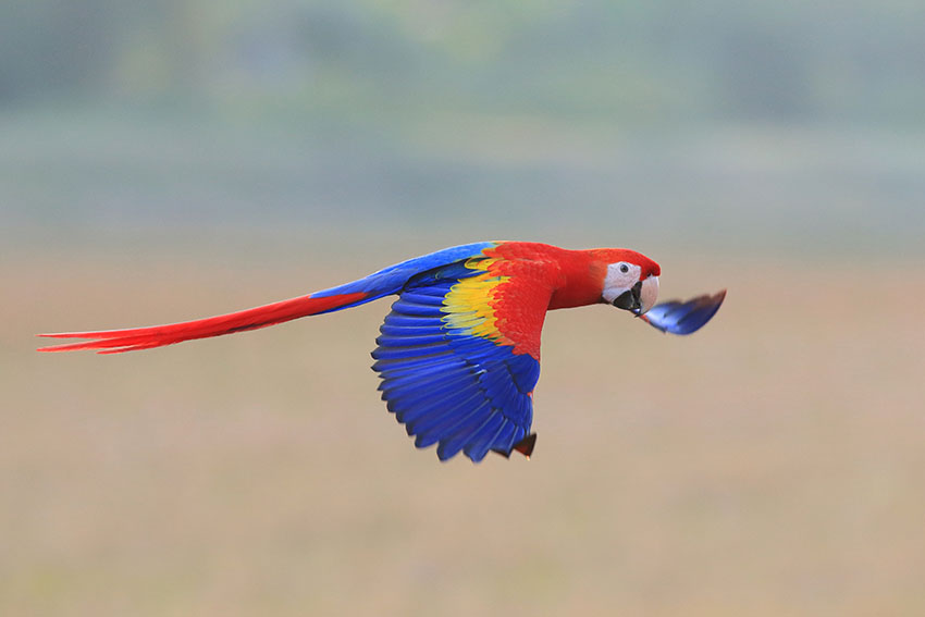 Scarlet macaw flying