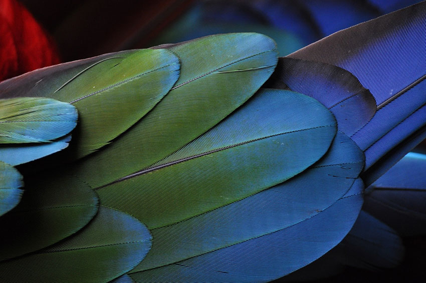 Scarlet Macaw wing feathers