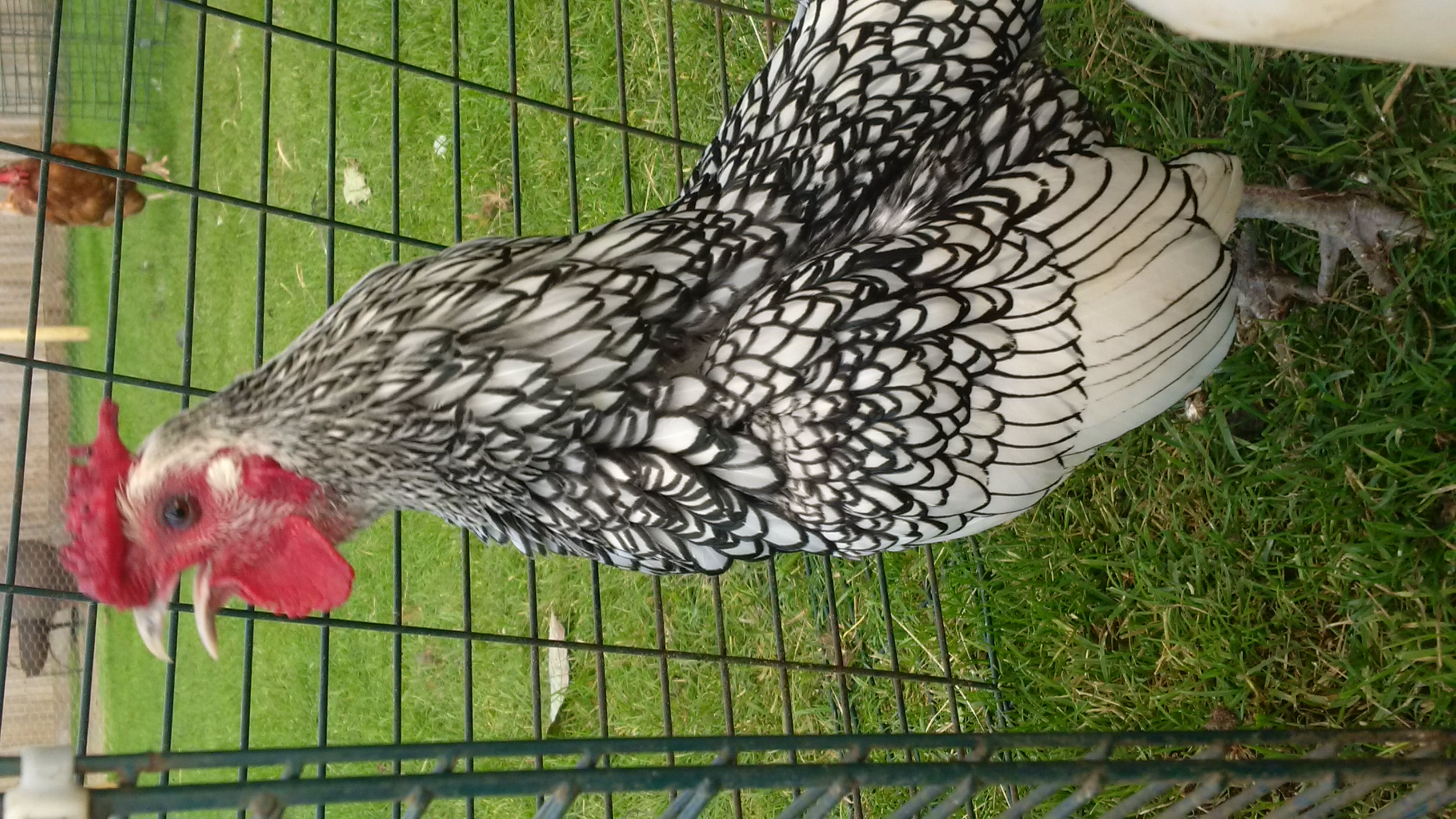 Sebright For Sale Chickens Breed Information Omlet
