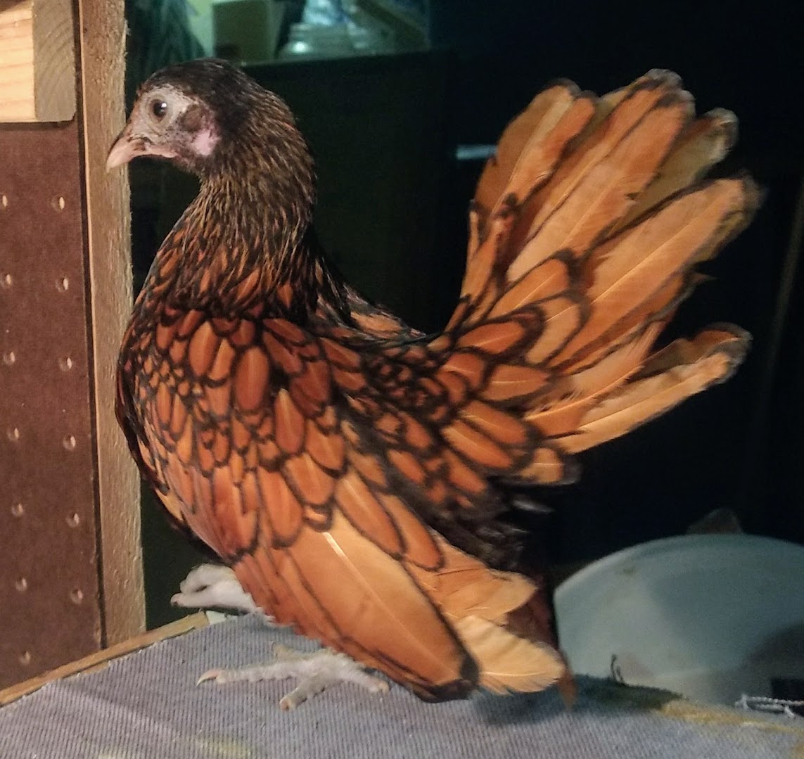 Sebright For Sale Chickens Breed Information Omlet