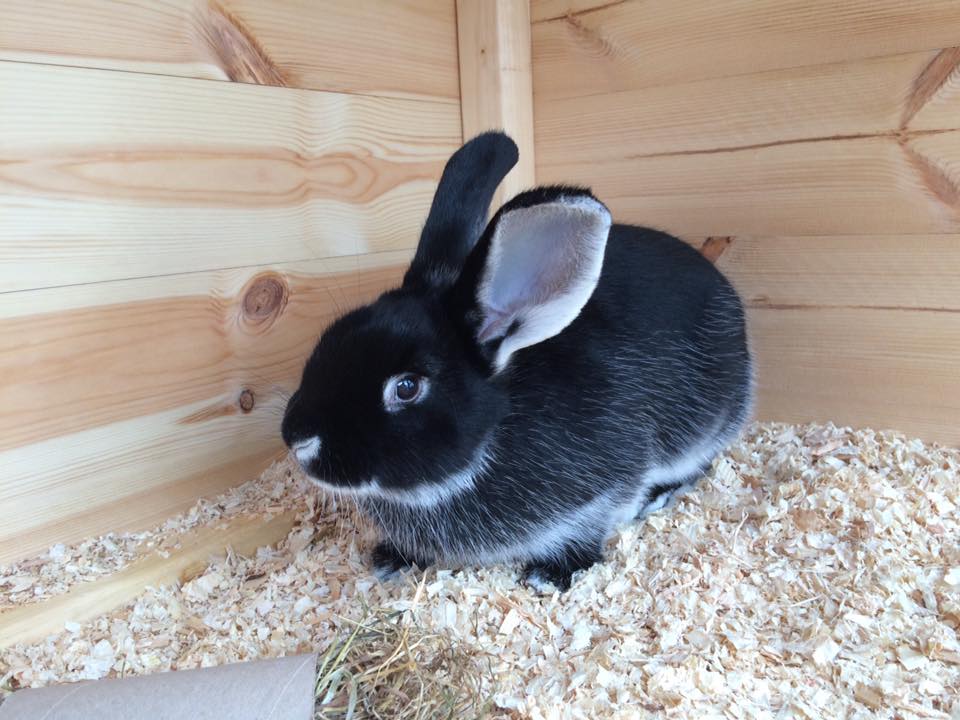 Silver Fox For Sale Rabbits Breed Information Omlet