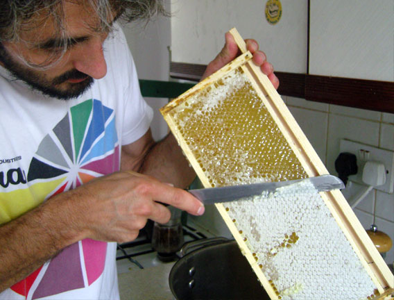 Harvesting Honey