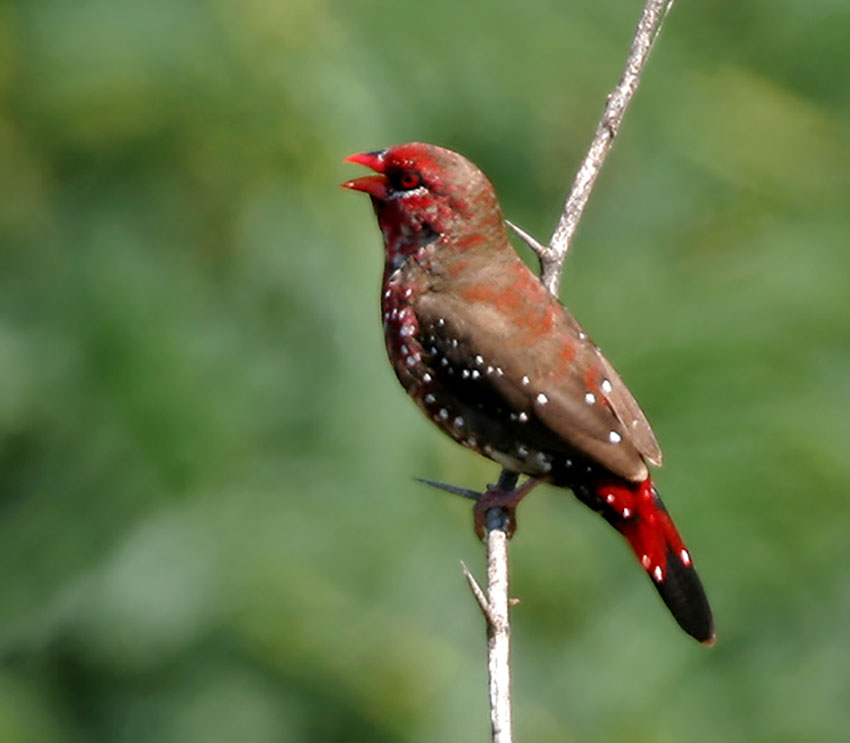 strawberry-finch