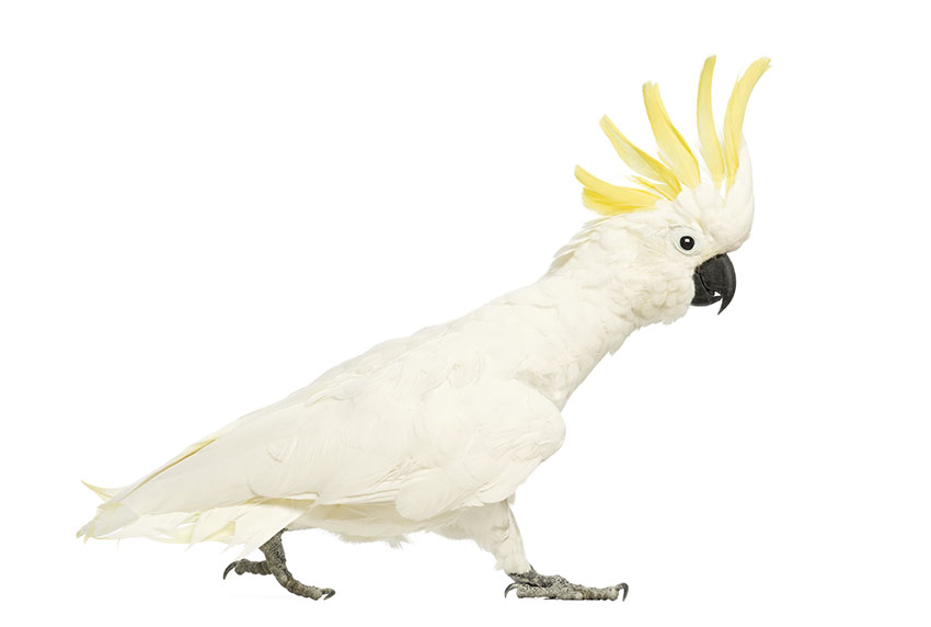 Sulphur-crested Cockatoo likes to be alone