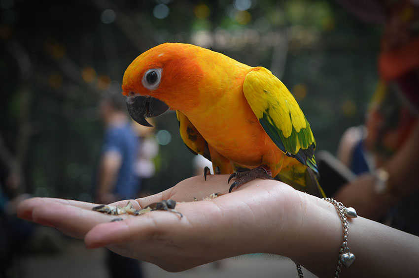 Sun conure feeding on hand