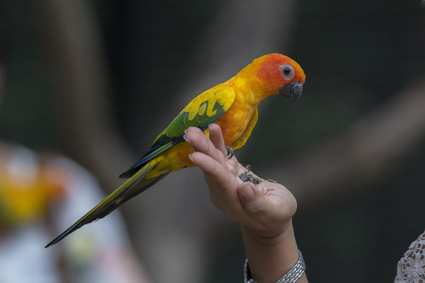 Sun conure on hand