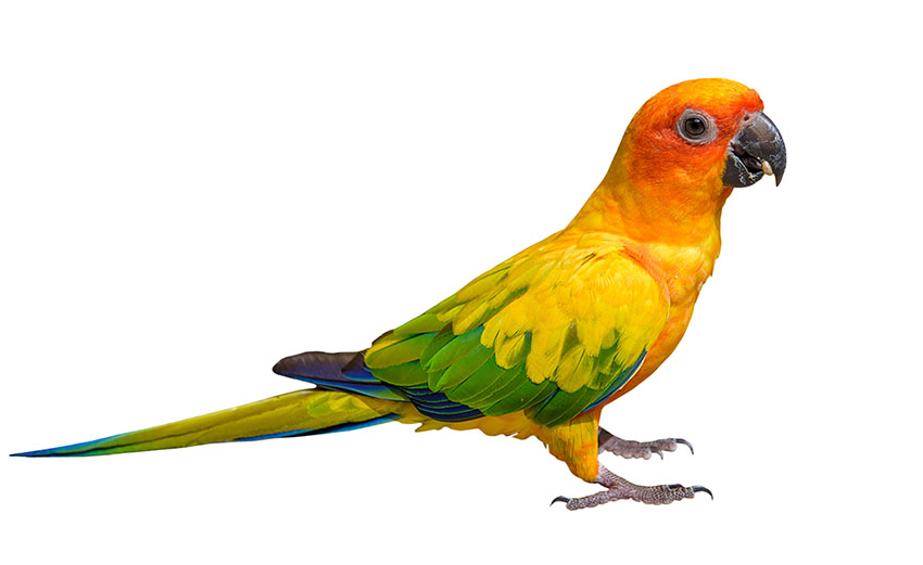 Sun Conures need space if they are to mix successfully