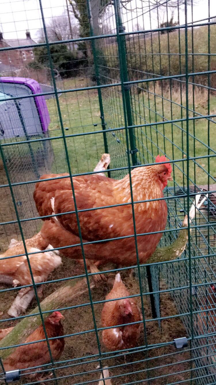 Walk In Chicken Run Extensions Chicken Coops Walk In Chicken Runs