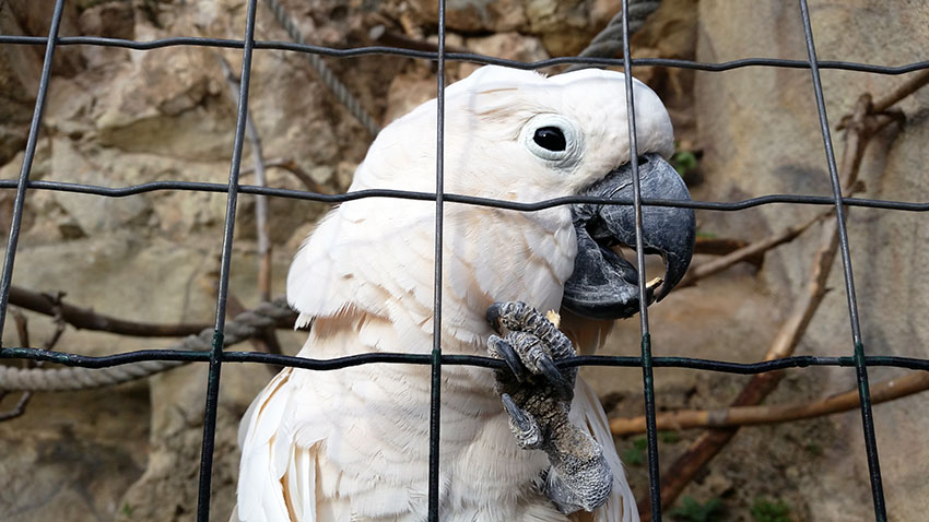 White cockatoo cage