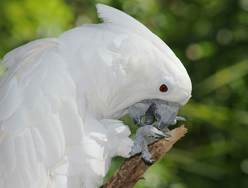 White cockatoo feeding