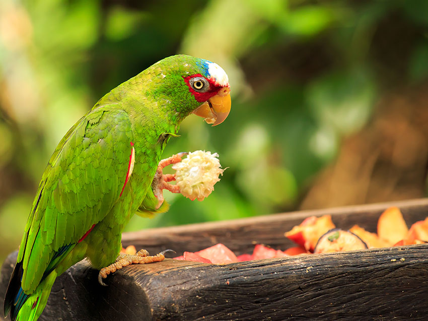 White fronted Amazon feeding