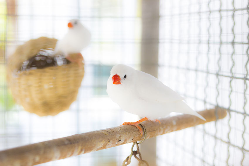 White Zebra finch