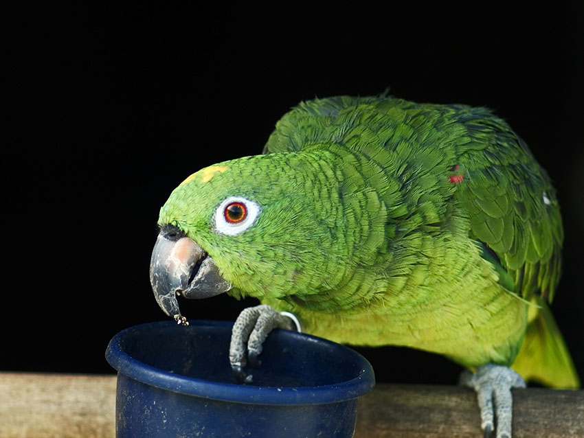 Yellow-crowned Amazon feeding