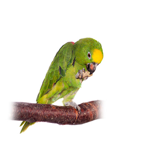 Yellow-crowned Amazon