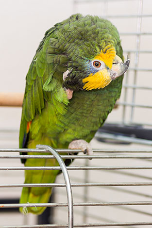 Yellow-headed Amazon in cage
